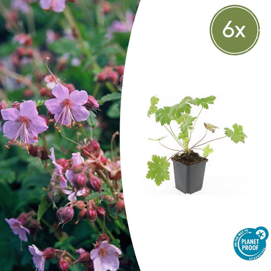 6x Geranium macr. 'Ingwersen's Var.' - ↕10-25cm - Ø9cm - Pflanzfix24.de - Pflanzfix24.de
