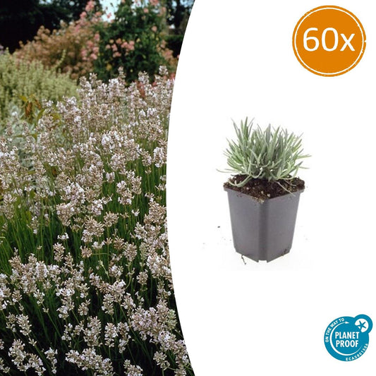 60x Lavandula 'Edelweiss' - 10-25cm - Ø9cm - Pflanzfix24