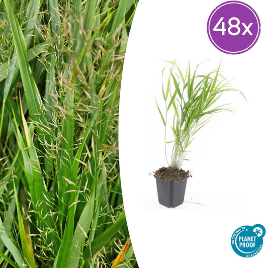 48x Hakonechloa macra - ↕10-25cm - Ø9cm - Pflanzfix24