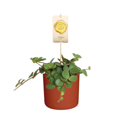 Peperomia ‘Hope’ in ELHO b.for soft rond 14cm brique - Pflanzfix24