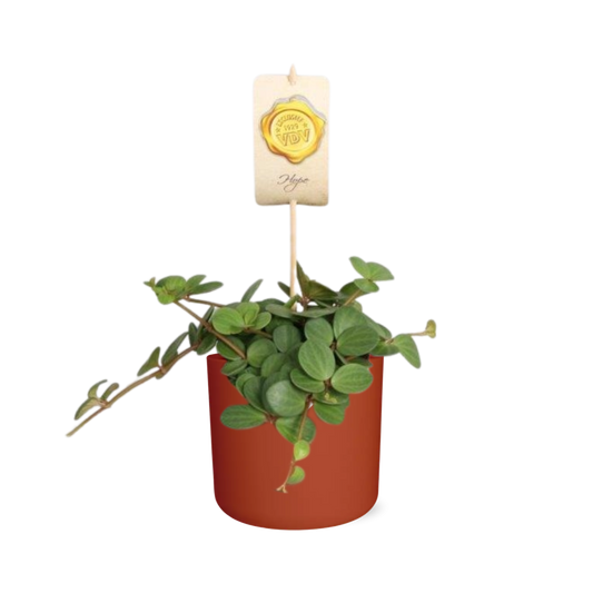 Peperomia ‘Hope’ in ELHO b.for soft rond 14cm brique - Pflanzfix24