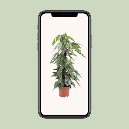 Epipremnum Pinnatum Cebu Blue - Ø17cm - ↕65cm - Pflanzfix24.de - Pflanzfix24.de