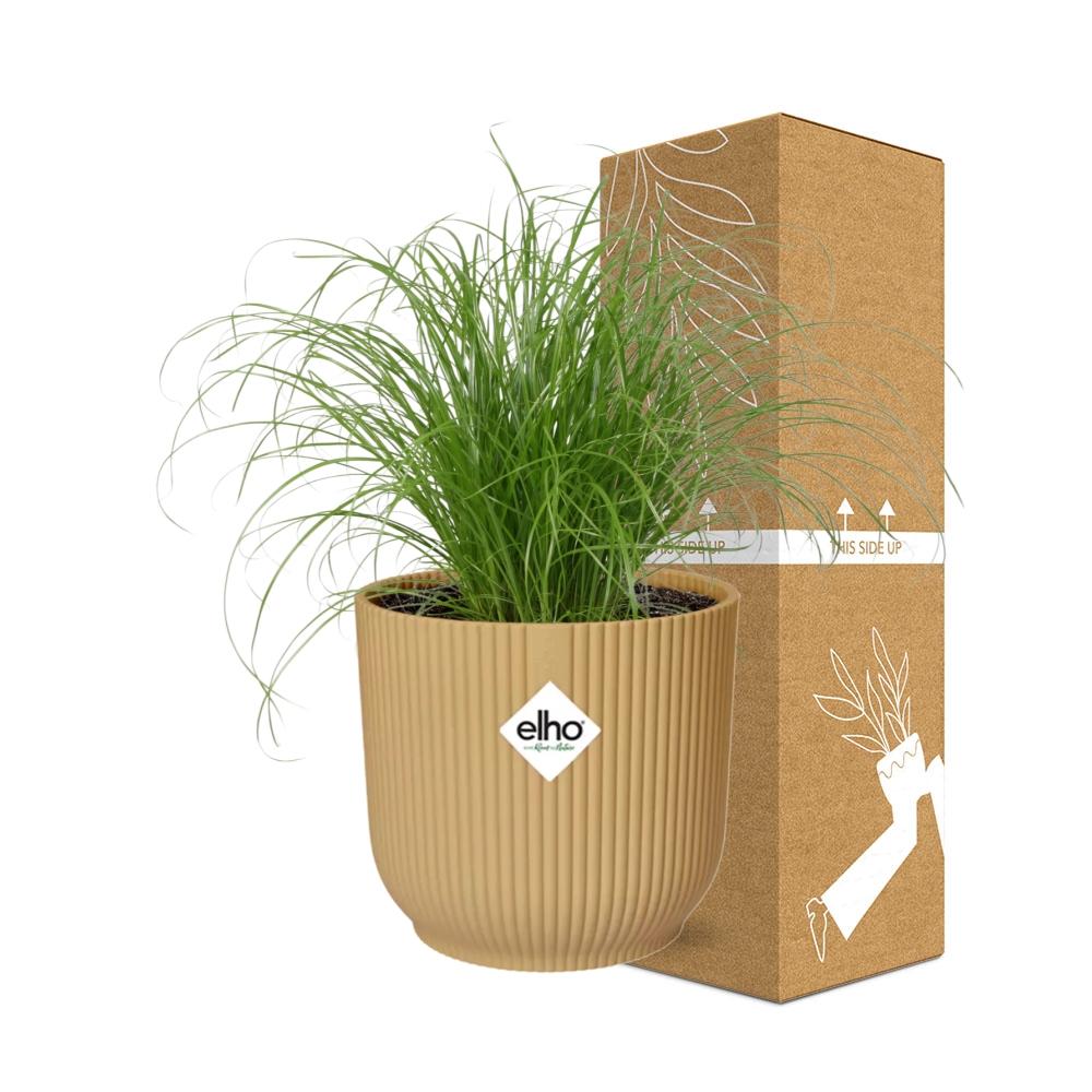 Cyperus Alternifolius Zumula in ELHO Vibes Fold 14cm geel bei Pflanzfix24