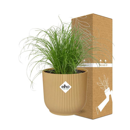 Cyperus Alternifolius Zumula in ELHO Vibes Fold 14cm geel bei Pflanzfix24