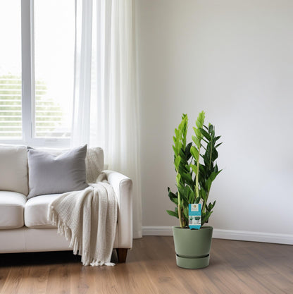 Zamioculcas Zamiifolia Ø17cm | Pflegeleicht | Pflanzfix24