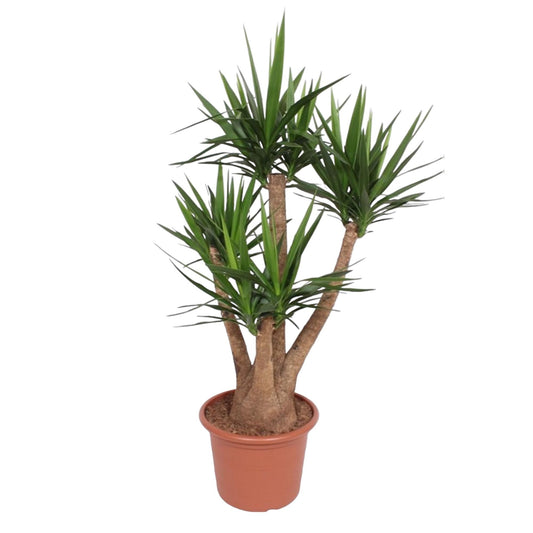 Yucca Elephantipes Verzweigt 170cm Ø45cm | Pflanzfix24.de - Pflanzfix24.de