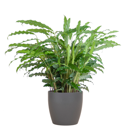 Calathea Rufibarba mit Viber Grau - 55cm - Ø17 - Pflanzfix24