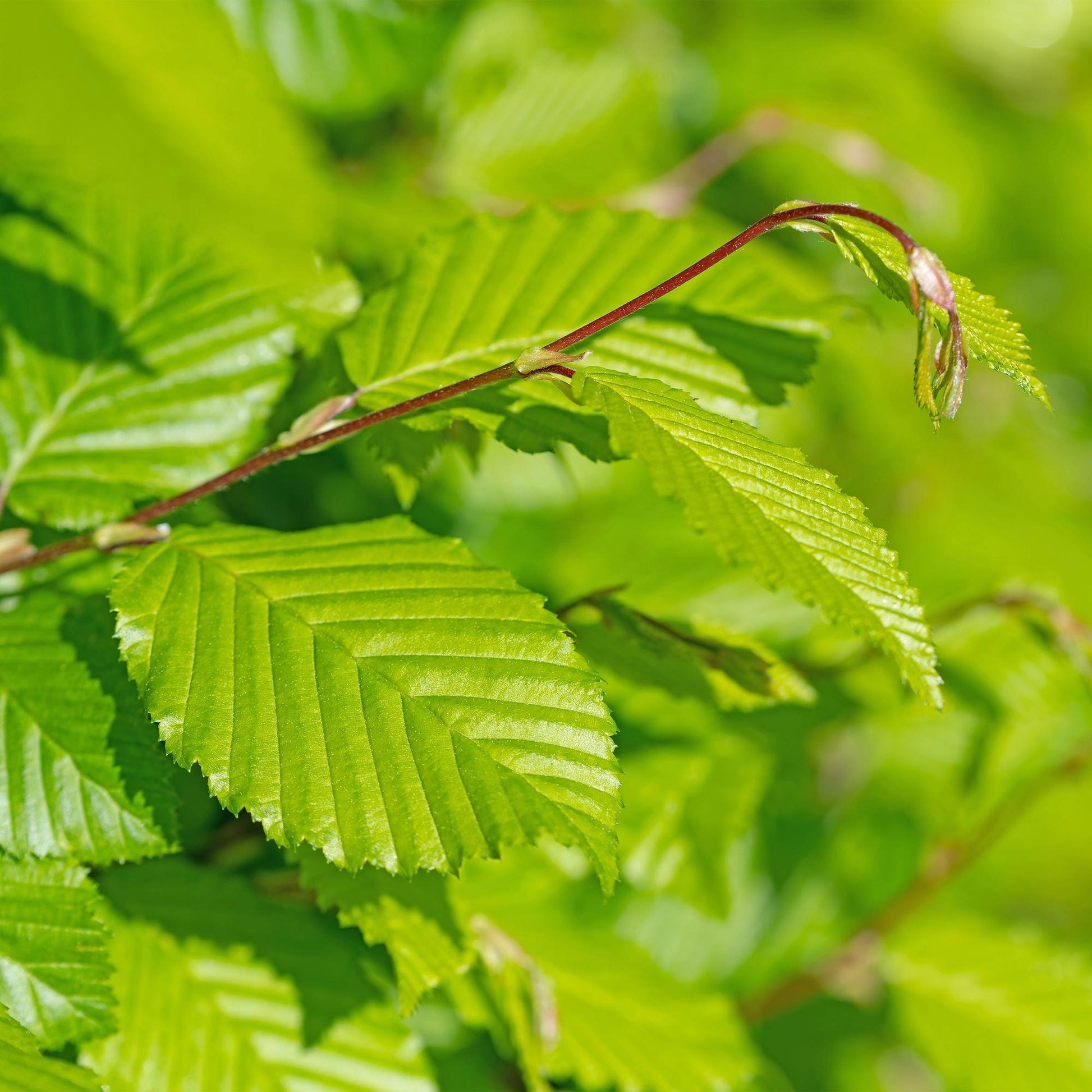 Pflanzfix24.de - Carpinus betulus Heckenpflanzen - 6 Pflanzen - 1 laufender Meter - Pflanzfix24.de