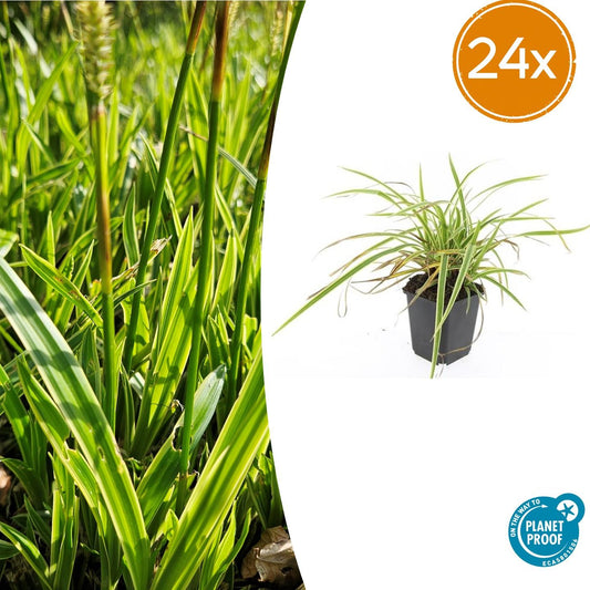 24x Carex morrowii 'Aureovariegata' - Pflanzfix24