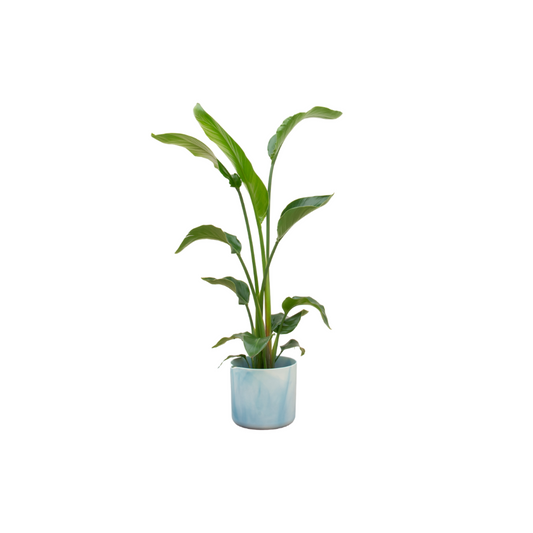 Strelitzia Nicolai + elho Ocean Round Blau Ø22 | Pflanzfix24