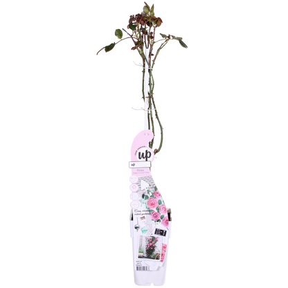 3x - Rosa Crazy in Love 'Pink' - ↨65cm - Ø15 - Pflanzfix24