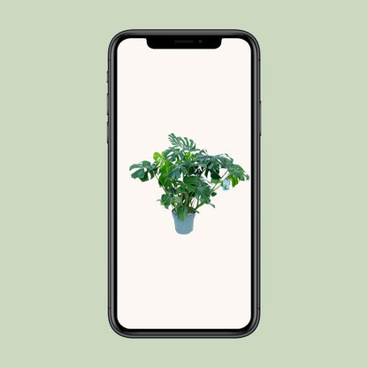 Monstera Deliciosa - Ø30cm - ↕100cm - Pflanzfix24