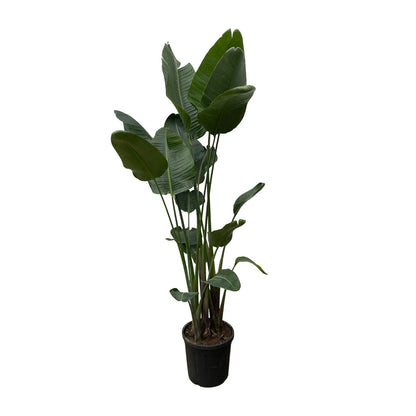 Strelitzia Nicolai XXL Weißer Paradiesvogel 250 cm - pflanzfix24