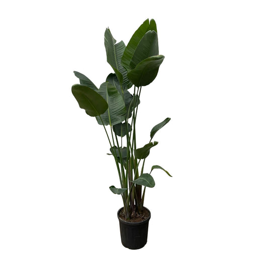 Strelitzia Nicolai XXL Weißer Paradiesvogel 250 cm - pflanzfix24