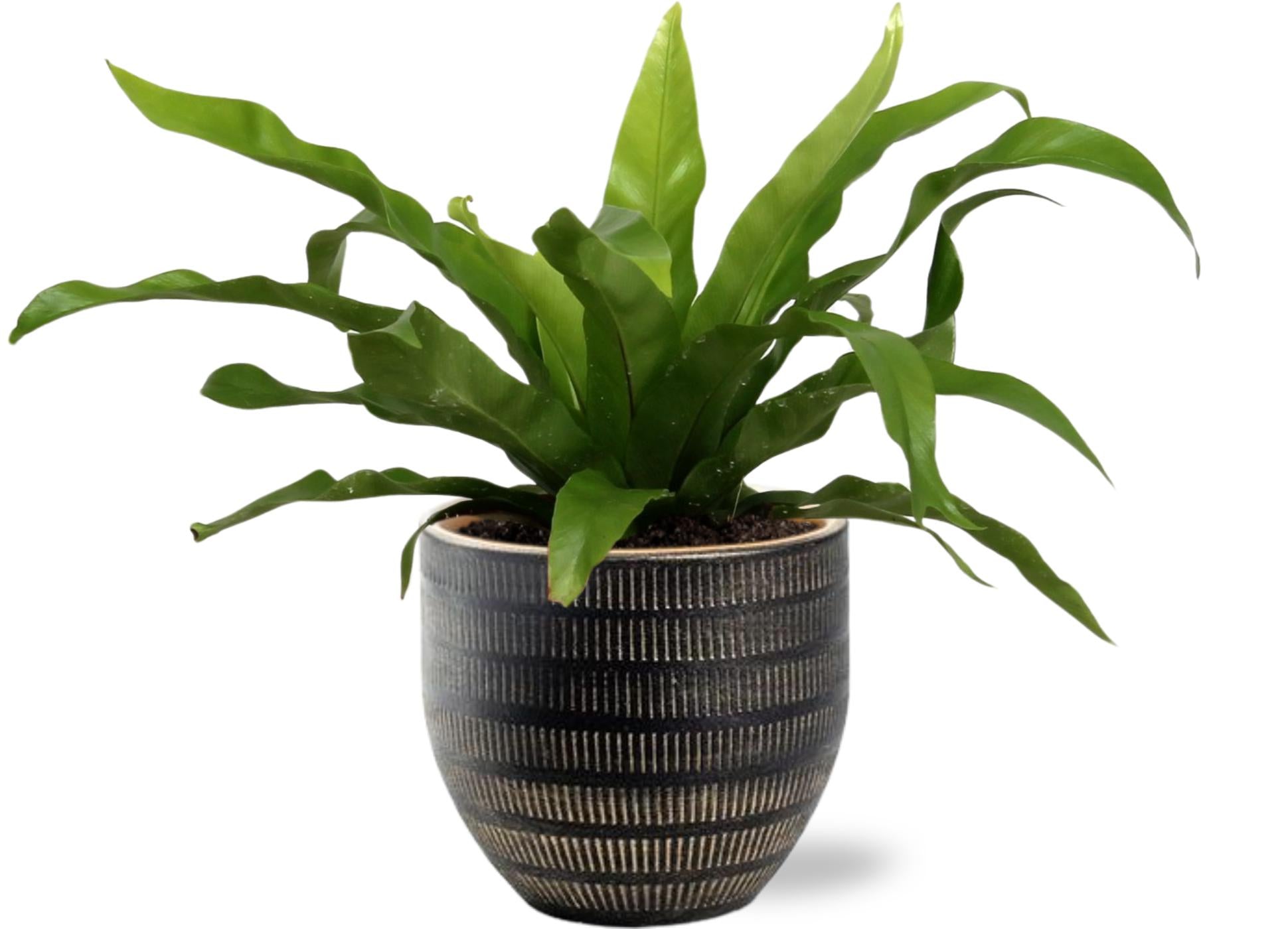 Asplenium Antiquum - Ø12cm + Beau Pot D14x13cm - Schwarz - Pflanzfix24.de - Pflanzfix24.de