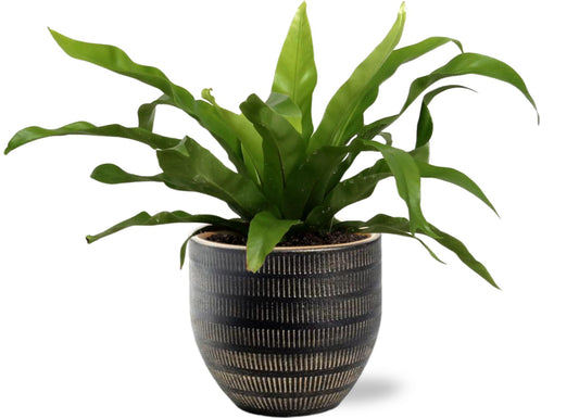 Asplenium Antiquum - Ø12cm + Beau Pot D14x13cm - Schwarz - Pflanzfix24.de - Pflanzfix24.de