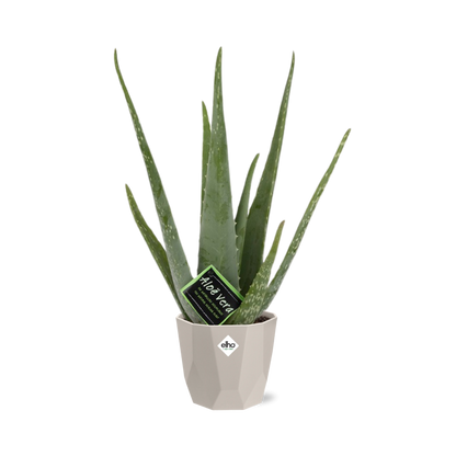 Aloe Vera 12cm in ELHO b.for rock 14 cm warm grey - Pflanzfix24