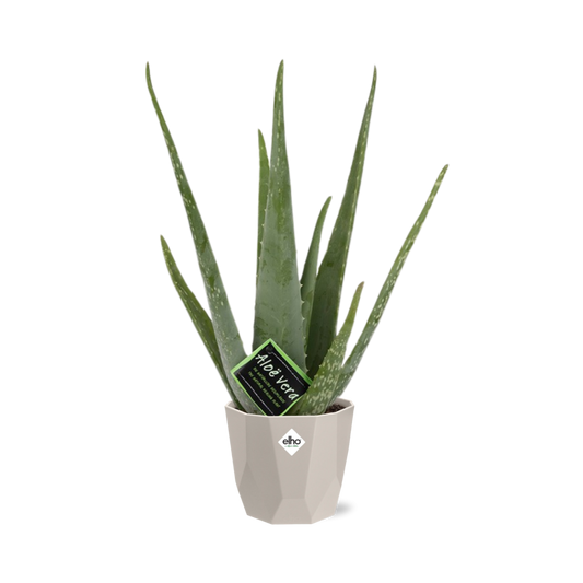 Aloe Vera 12cm in ELHO b.for rock 14 cm warm grey - Pflanzfix24