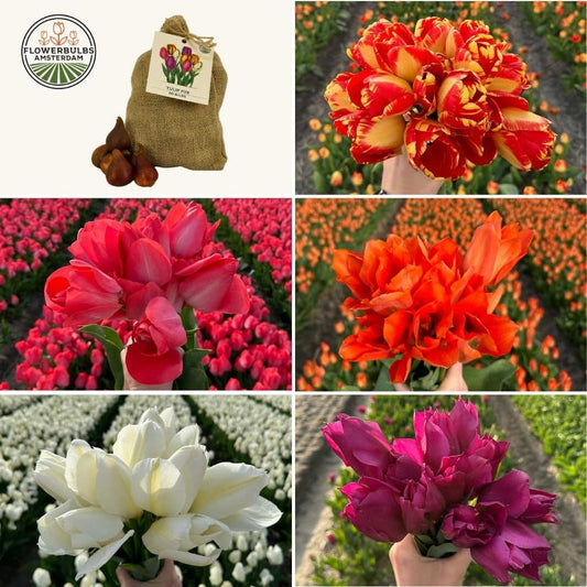Pflanzfix24 - Flowerbulbs Amsterdam - Medium Tulip Mix - 50 Blumenzwiebeln für 1 m² Blumenpracht