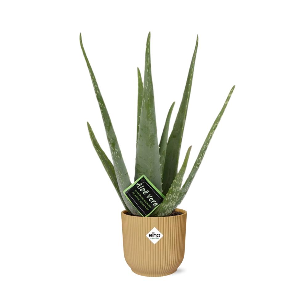 Aloe Vera 12cm in ELHO Vibes Fold 14cm geel - Pflanzfix24