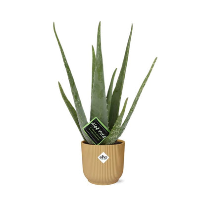 Aloe Vera 12cm in ELHO Vibes Fold 14cm geel - Pflanzfix24