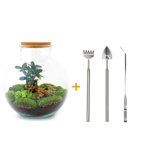 Flaschengarten - Bolder Bob Bonsai - ↕ 30 cm - Rake + Shovel + Tweezer - Pflanzfix24