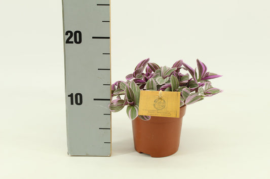 Tradescantia Sweetness – Schönpflanze (Dreimasterblume) | Pflanzfix24.de - Pflanzfix24.de