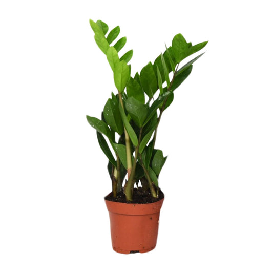 Zamioculcas Zamiifolia Ø12cm, 40cm – Pflegeleichte ZZ-Pflanze | Pflanzfix24.de - Pflanzfix24.de
