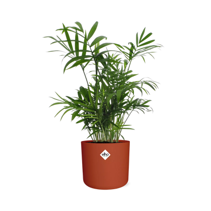 Chamaedorea in ELHO b.for soft rond 14cm brique - Pflanzfix24