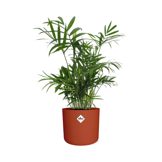Chamaedorea in ELHO b.for soft rond 14cm brique - Pflanzfix24