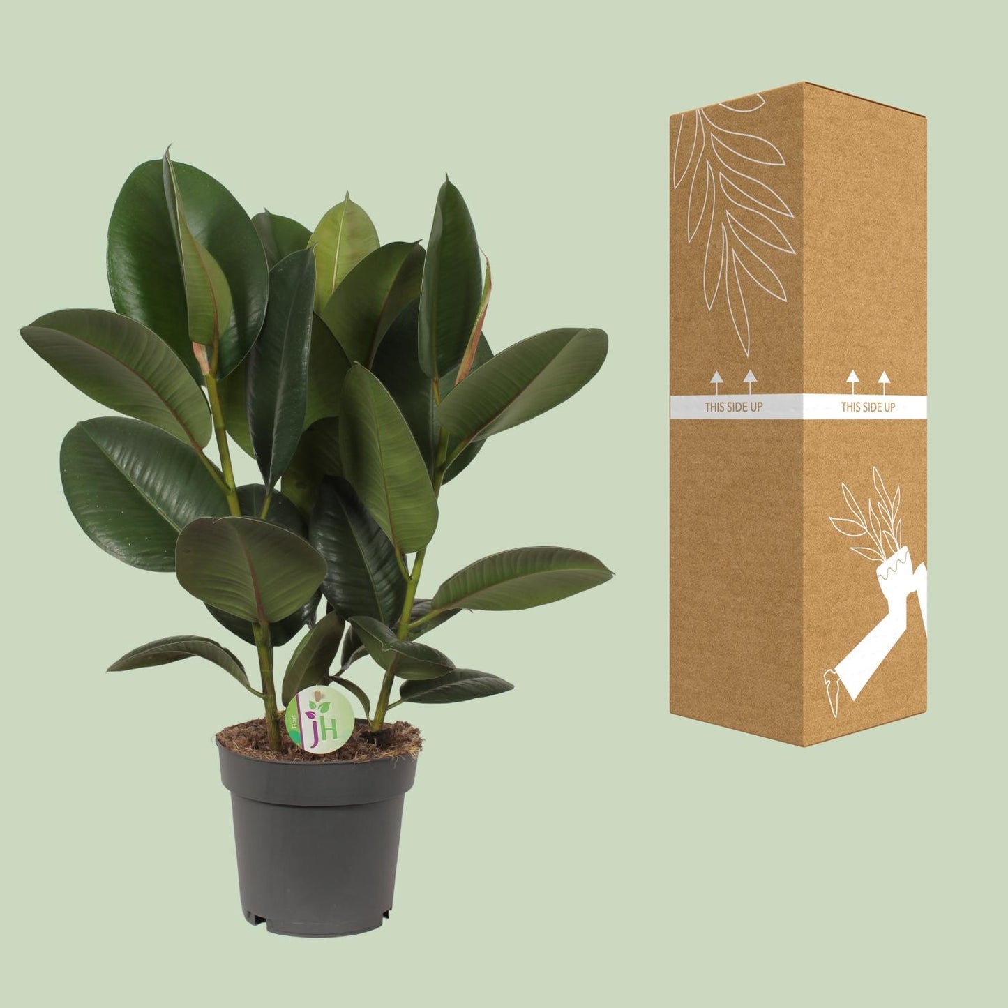 Ficus Robusta - Ø19cm - ↕50cm - Pflanzfix24