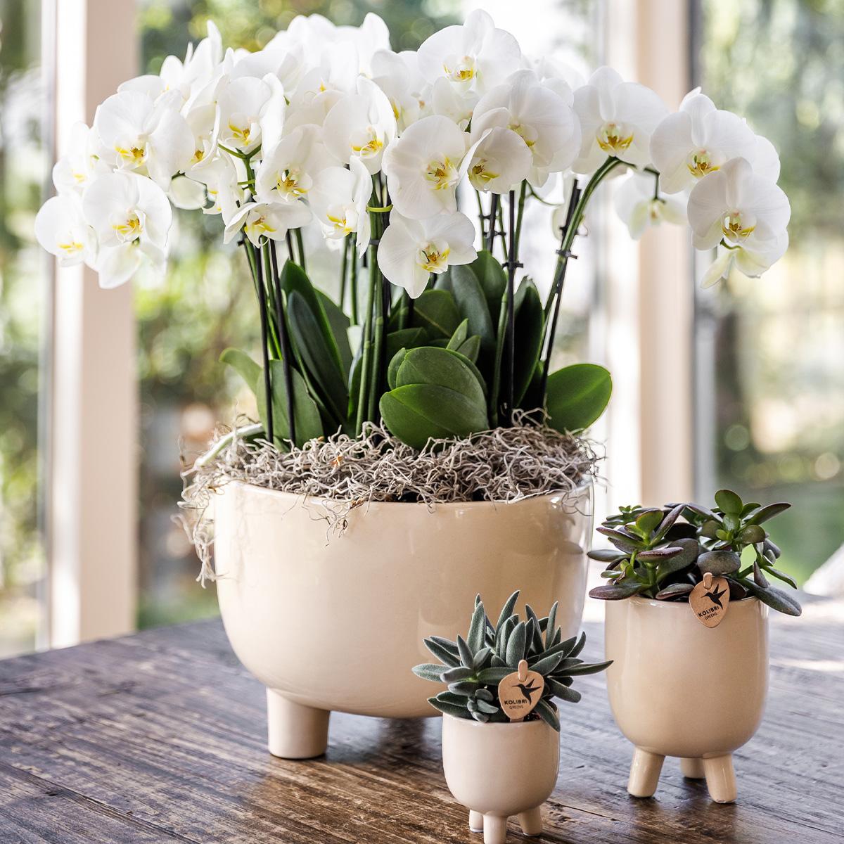 Gummy Pot Travertine Ø6 cm – Keramiktopf | Pflanzfix24.de - Pflanzfix24.de