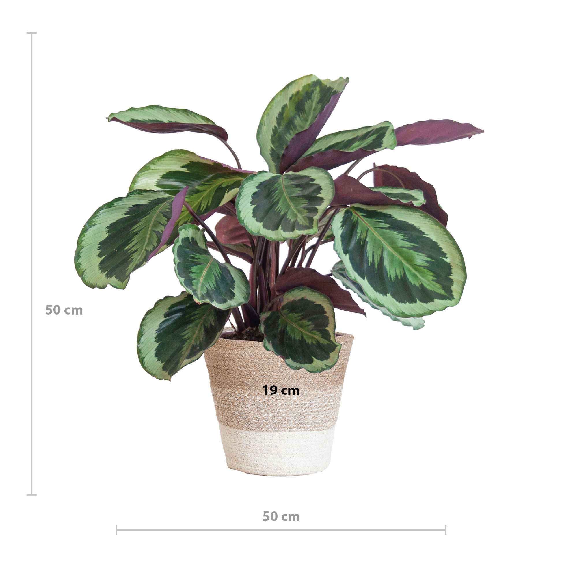 Calathea Medaillon mit weißem Lissabon-Korb - Pflanzfix24.de - Pflanzfix24.de