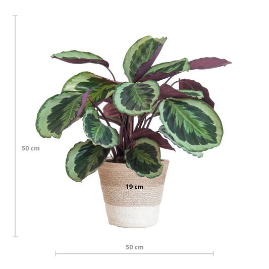 Calathea Medaillon mit weißem Lissabon-Korb - Pflanzfix24.de - Pflanzfix24.de