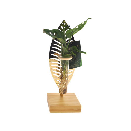 Mother's Day Kamerplanten Mix im Verona Glas – Ø7cm – Pflanzfix24.de - Pflanzfix24.de