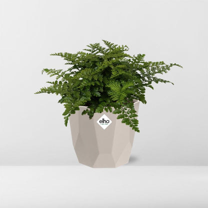 Asplenium Parvati in ELHO b.for rock 14 cm warm grey - Pflanzfix24