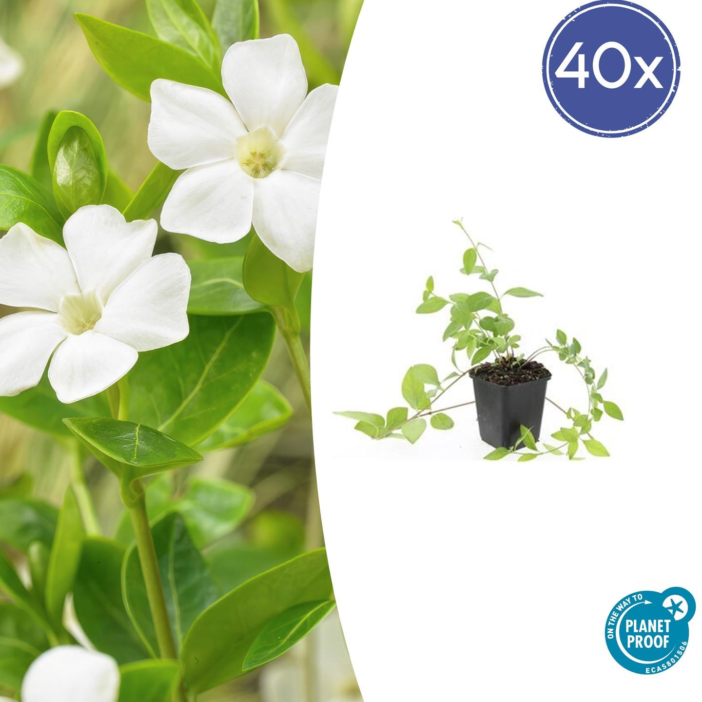 40x Vinca major 'Alba' - ↕10-25cm - Ø9cm bei Pflanzfix24