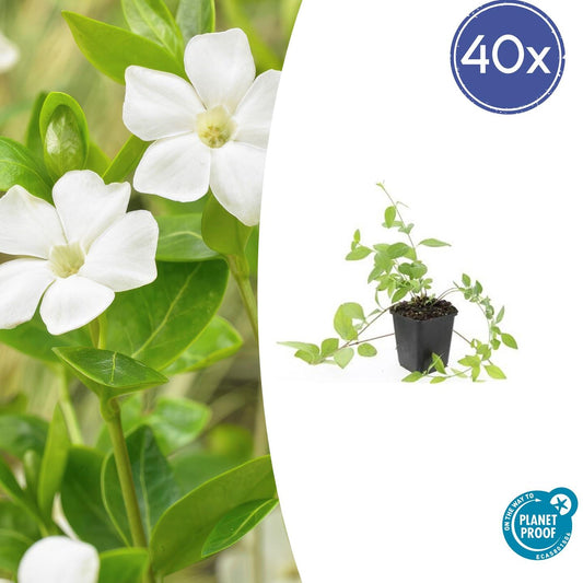 40x Vinca major 'Alba' - ↕10-25cm - Ø9cm bei Pflanzfix24