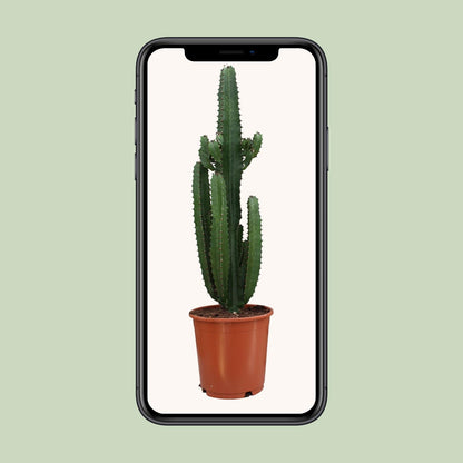 Euphorbia Trigona Rubra - Ø24cm - ↕90cm bei Pflanzfix24