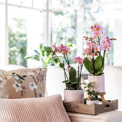 Rosa Phalaenopsis Orchidee 9cm – blühende Zimmerpflanze | Pflanzfix24