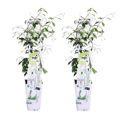 2x - Trachelospermum 'Star of Venice' - ↨65cm - Ø15 - Pflanzfix24