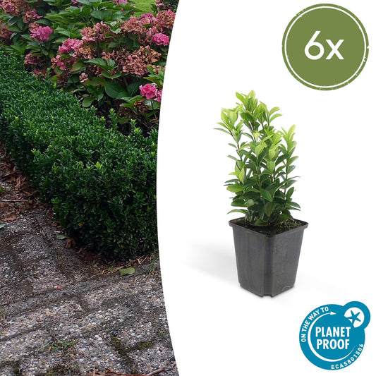 6x Euonymus jap. Green Spire - ↕10-25cm - Ø9cm - Pflanzfix24.de - Pflanzfix24.de
