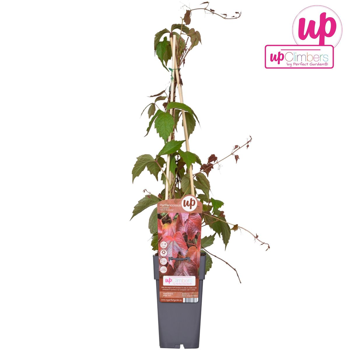 Parthenocissus tricuspidata 'Veitch Boskoop' - Ø15cm - ↕65cm - Pflanzfix24