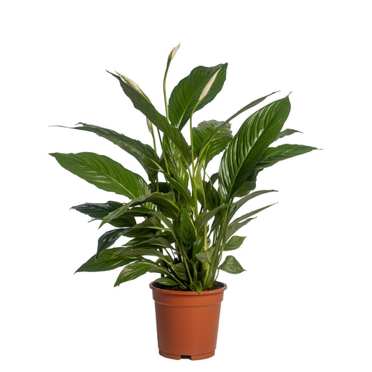 Spathiphyllum 'Vivaldi Spa' - Ø17cm - ↕70cm - Pflanzfix24