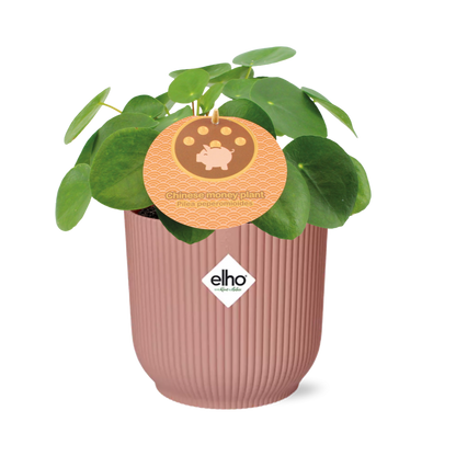 Pilea Peperomioides 12cm in ELHO Vibes Fold 14cm roze – Pflanzfix24