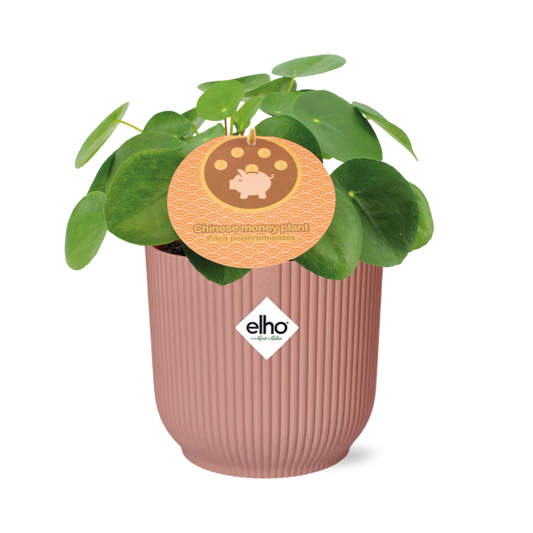 Pilea Peperomioides 12cm in ELHO Vibes Fold 14cm roze – Pflanzfix24