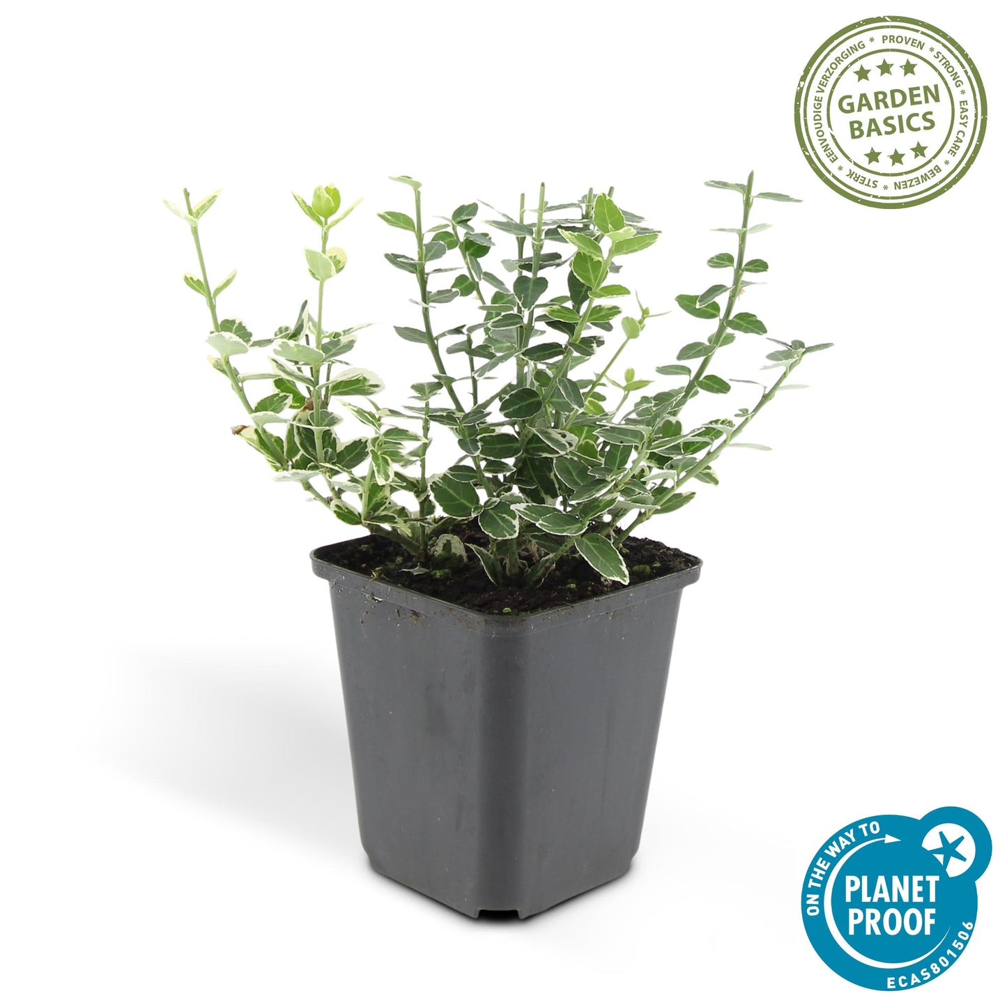 24x Euonymus fort. 'Emerald Gaiety' - ↕10-25cm - Ø9cm - Pflanzfix24