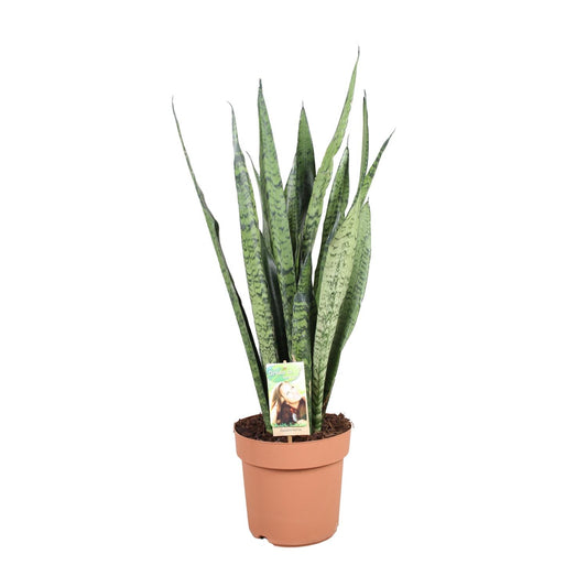 Sansevieria Zeylanica - Ø21cm - ↕75cm - Pflanzfix24
