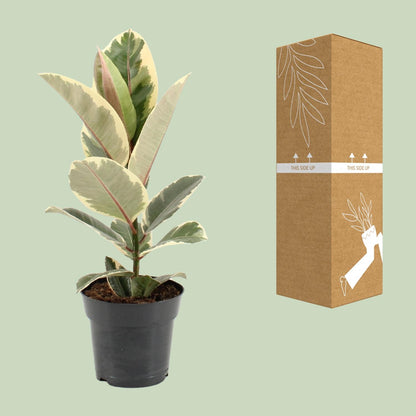 Ficus Elastica Tineke - Ø17cm - ↕55cm - Pflanzfix24
