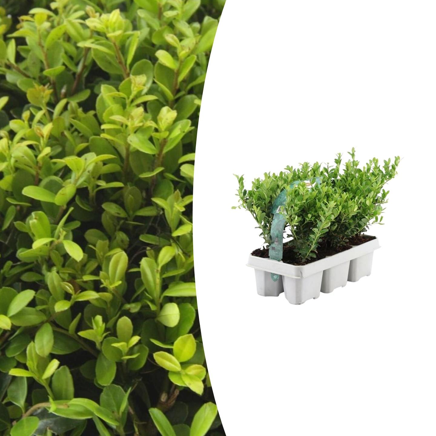6er Pack Ilex crenata 'Jenny' Ø7 cm, 15 cm – Immergrün & robust | Pflanzfix24.de - Pflanzfix24.de